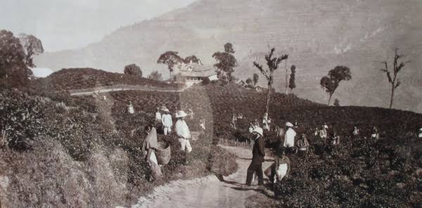 How the British Introduced Tea Plantations to Assam